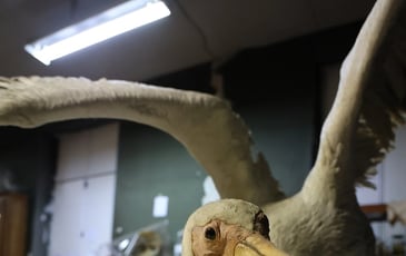 Cabinet de curiosités du Musée de Sens, Visites guidées