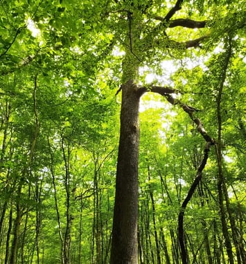 La forêt, gestion, évolution et préservation