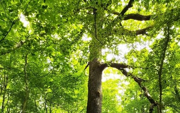 La forêt, gestion, évolution et préservation